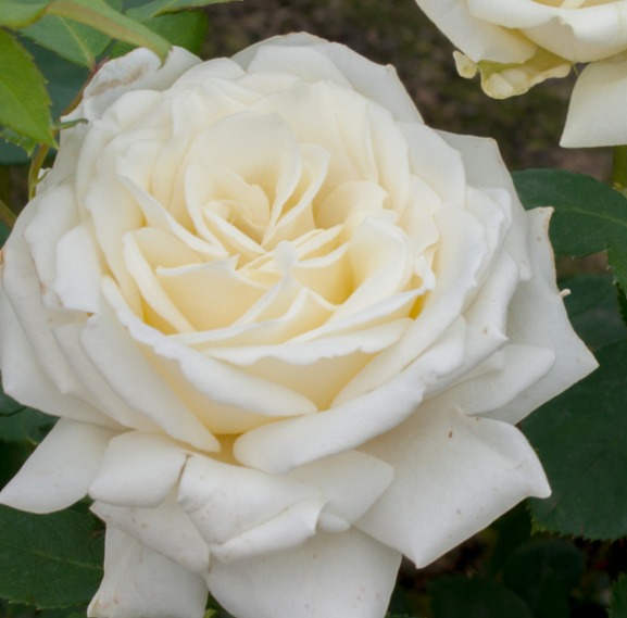 Rosa White Symphony